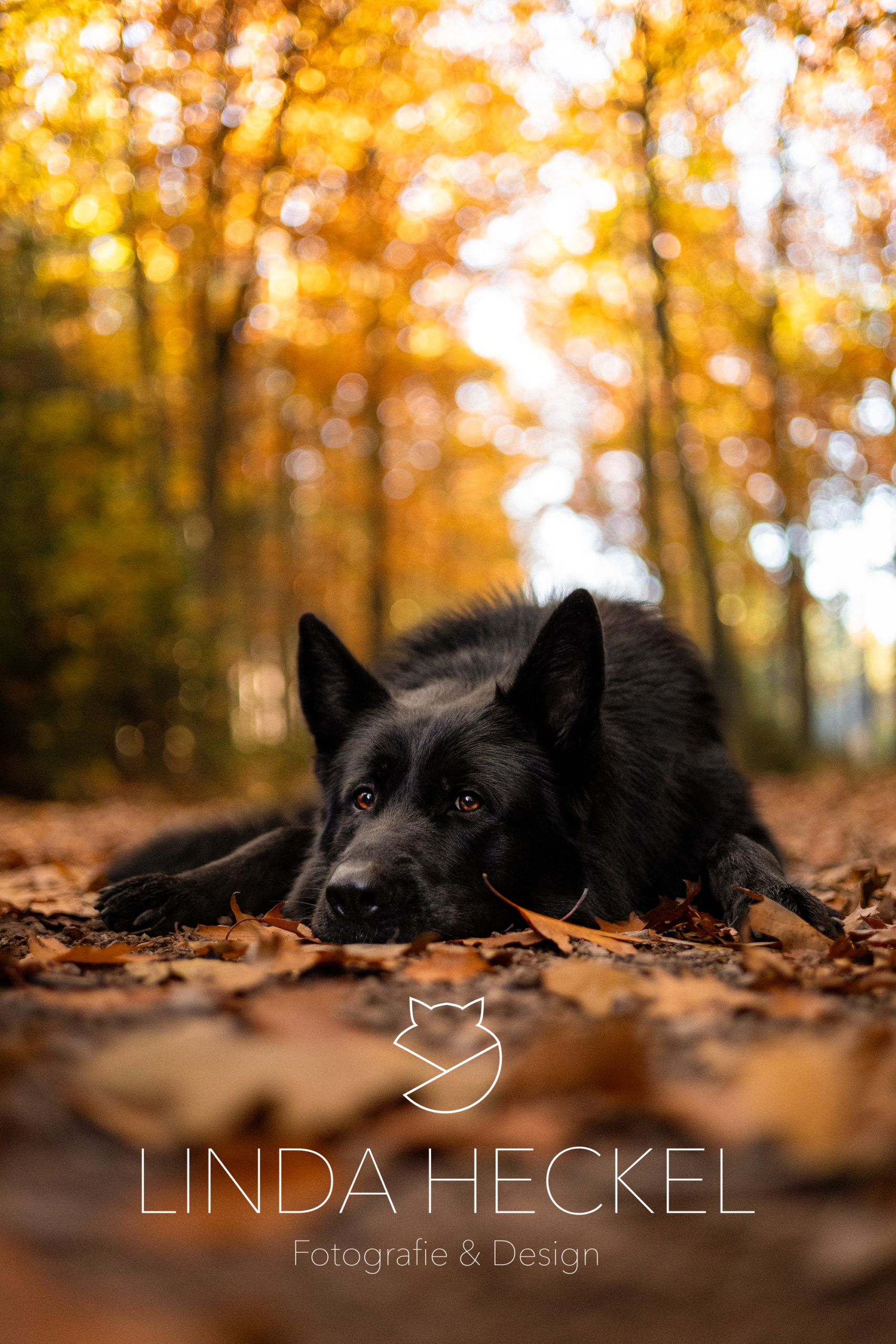 Pino_Herbst2024_02
