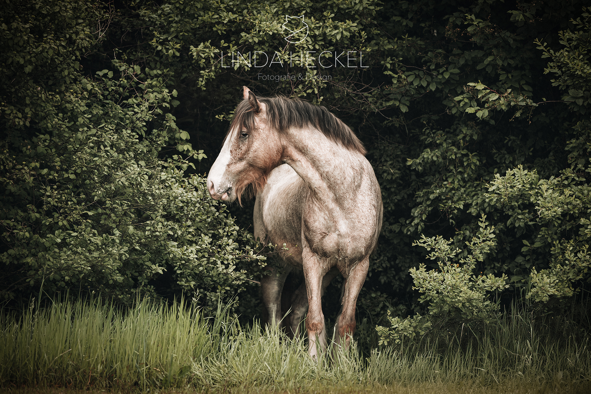Smokey_Wald_Eingang