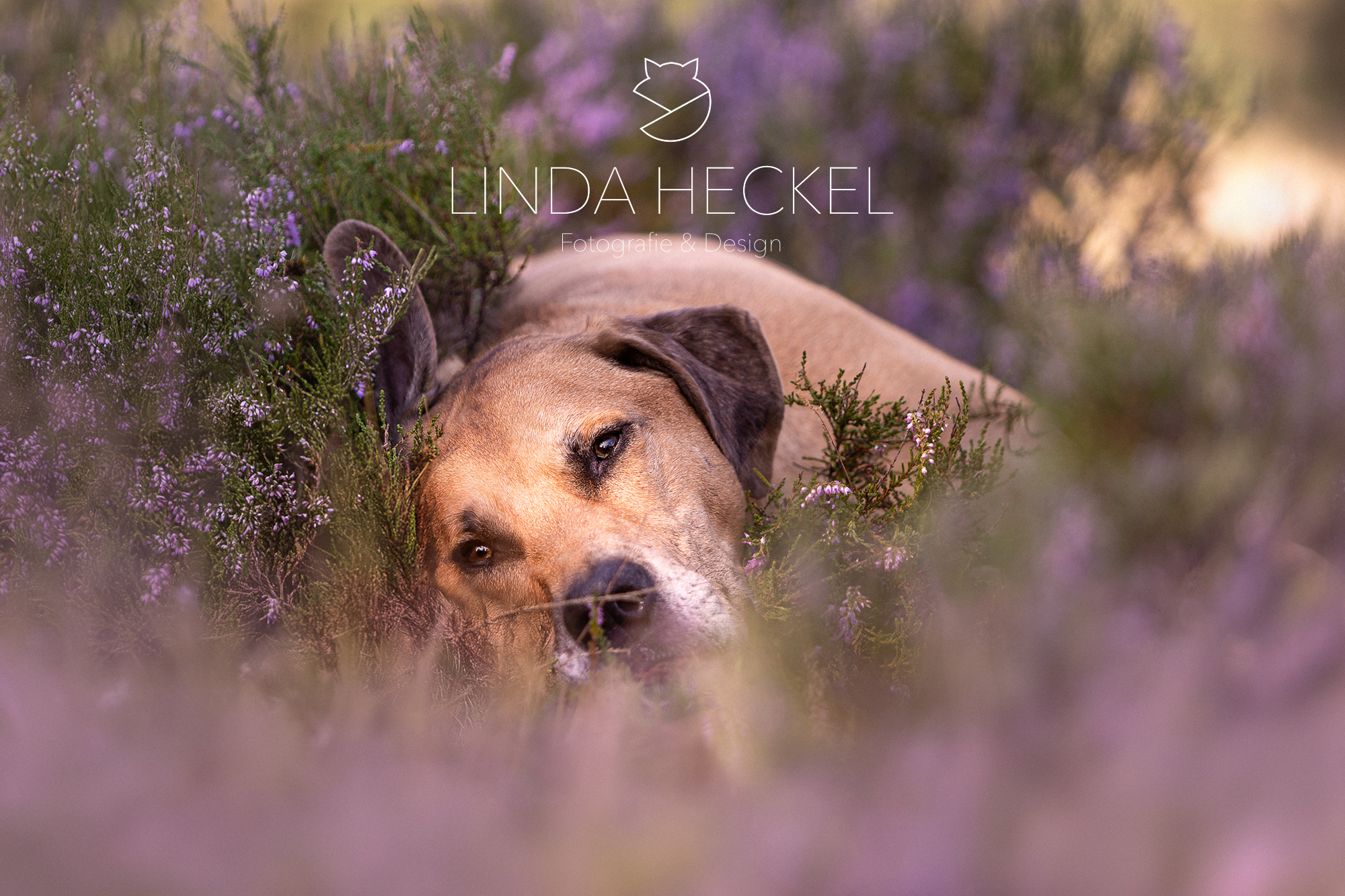 heide2
